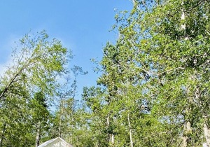 Tentrr State Park Site - Louisiana Tickfaw State Park - Woodland F - Single Camp