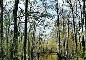 Tentrr State Park Site - Louisiana Tickfaw State Park - Woodland F - Single Camp