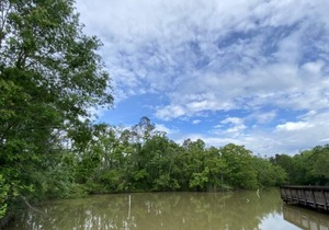 Tentrr State Park Site - Louisiana Tickfaw State Park - Woodland G - Single Camp