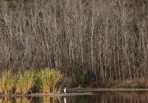 Tentrr State Park Site - Mississippi LeFleur's Bluff State Park - By the Bayou F