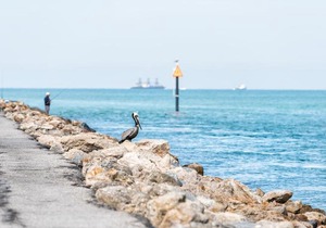 Venice Harbor 604