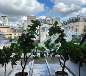 Marais 