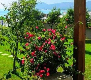 Appartamento Bouganville E Sa Chitta 