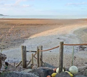 Oyster Catcher 