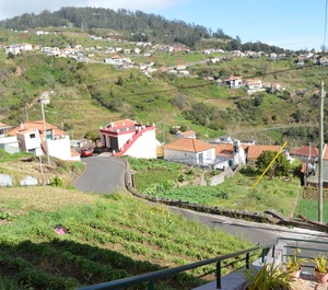 Orchid Madeira 