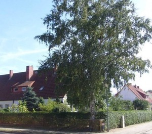 Mirow 