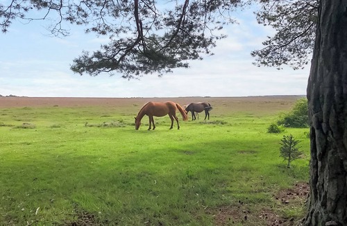 New Forest District Cottage | 2 bedroom accommodation in Lyndhurst, near Brockenhurst
