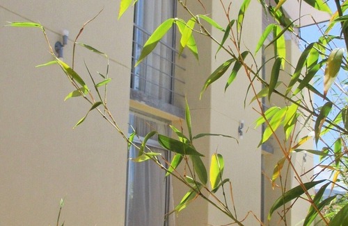 San Jose Apartment | 2 CedarCats Short Stay Apartments