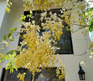 Kirula Apartment | 519@jamtree