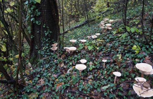 Dogliani House | A great escape