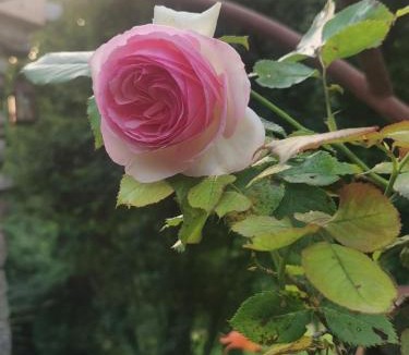 Eygluy-Escoulin Bed & Breakfast | A PAS D ANE