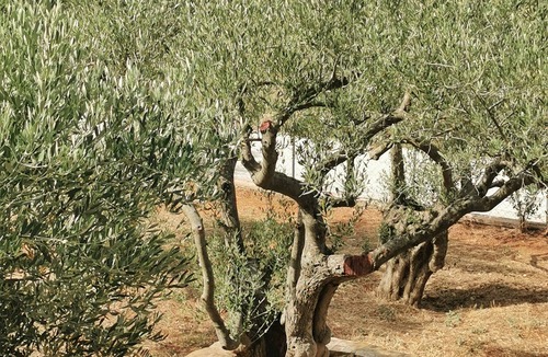 Alexandroupoli Villa | A tastefully decorated rustic country house Pet friendly - ideal for families