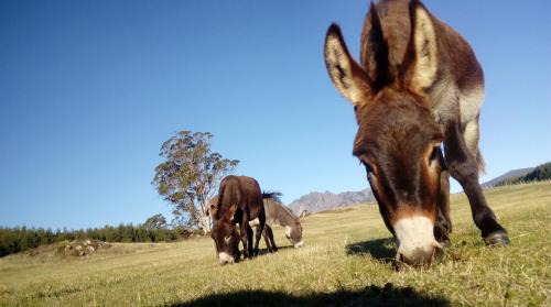 Promised Land Resort | AAA Granary Accommodation