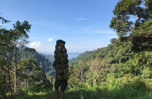 Padang Hotel | Abe tree house