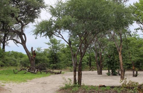 Mokhokhelo Other | Acacia Camping