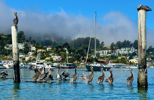 Sausalito Boat Rental | Acqua-suite. Experience luxury on the water in this amazing floating suite.