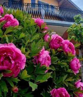 Coredo House | Affittacamere Dolce Sogno