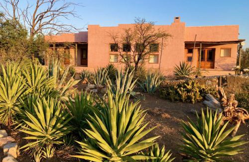 Prince Albert House | AGAVE HOUSE