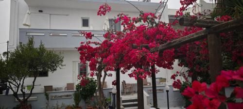 Mastichari Apartment | Agrellis Apartments