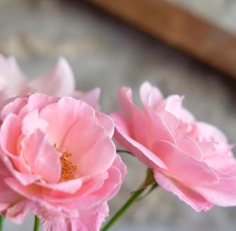 Serramazzoni Bed & Breakfast | Al Sasseto B&B