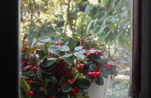 Asola Bed & Breakfast | Alle Fronde
