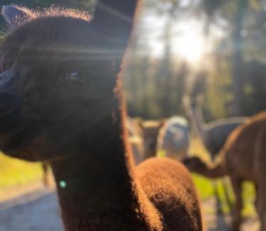 Upper Takaka Apartment | Alpacas Off Grid - Eco Cabin
