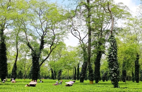 Golaghat Resort | Amã Stays & Trails Diffloo, Assam