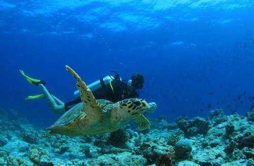 Finolhas Island Resort | Amilla Maldives