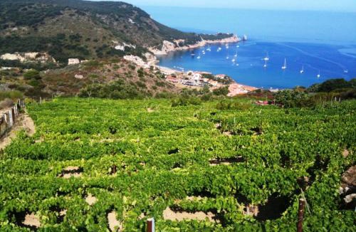 Giglio Campese Apartment | Ammiraglio