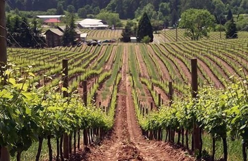 McMinnville Hotel | An Oenophile’s Delight in Red Lion McMinnville! FREE Parking and Pets Allowed!