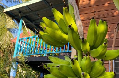 Placencia Hostel | Anda Di Hows Hostel