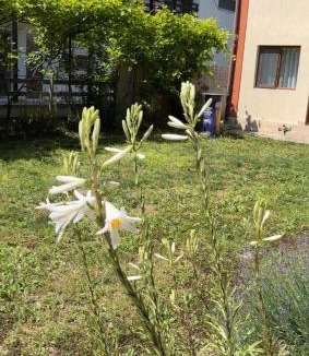 Vama Veche House | AndraȘtef