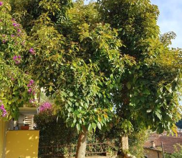 Massa House | Antica Corte