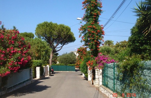 Cap-d'Antibes Apartment | Apartment/flat - Antibes-juan les pins
