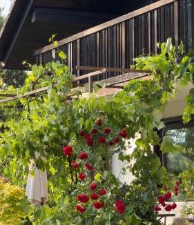 Lesce Apartment | Apartment Ivana B
