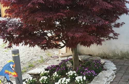 Vicenza House | APARTMENT RED MAPLE