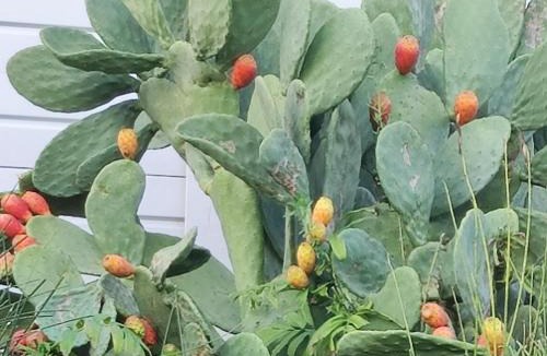 Rapolano Terme Apartment | Appartamento Le Ginestre