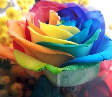 Santa Maria del Cedro Bed & Breakfast | Arcobaleno Magico