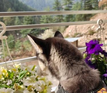 Kasol House | Art cafe kasol