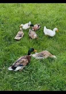 Athol Bed & Breakfast | Athol Country Bed & Breakfast