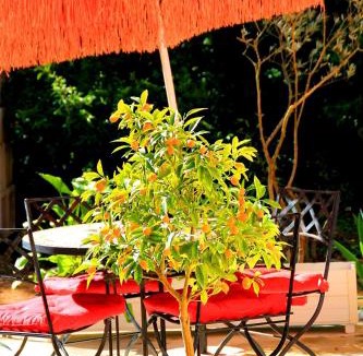 Seillons-Source-d'Argens House | AU CHANT DES CIGALES LES FOURMIS DANSENT