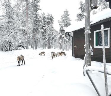 Pohjois-Lappi Apartment | Aurora Cabin