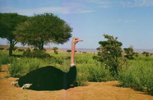 M'Hamid El Ghizlane Other | Authentic Sahara with Locals