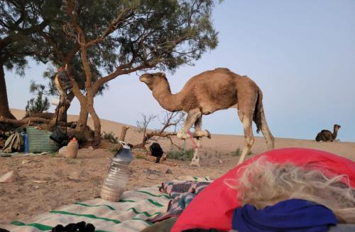 M'Hamid El Ghizlane Other | Authentic Sahara with Locals