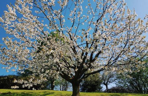 Paderno del Grappa Bed & Breakfast | B&B Altè