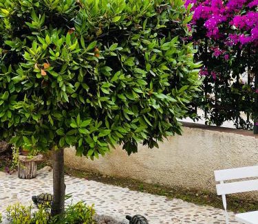 Rilievo Bed & Breakfast | B&B Bouganville