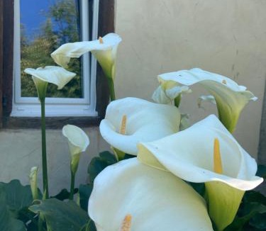 Orthez Bed & Breakfast | B&B - Chambres d'Hôtes Acoucoula