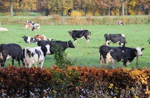 Heukelom Bed & Breakfast | B&B Even Heukelom - Kamer met Tuin