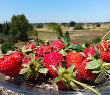Scorrano Bed & Breakfast | B&B Francesca Salento