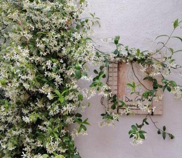 Montelibretti Bed & Breakfast | B&B I Due Gelsi